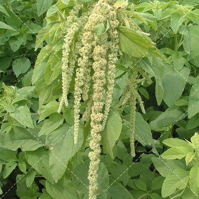 Love-Lies-Bleeding Green NAMA15 Flower Seeds