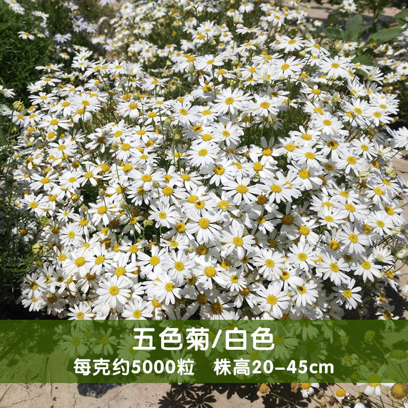 Daisy/Swan River Daisy White NBI03 Flower Seeds