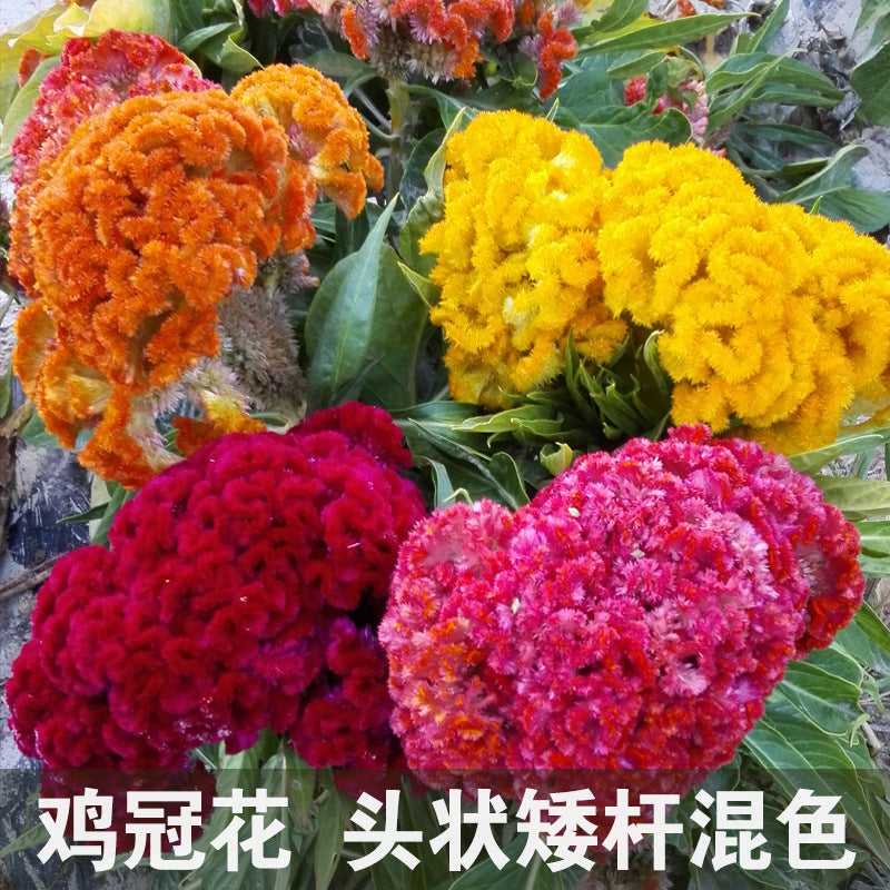 Celosia/Crested Cockscomb Dwarf Mix NCA06 Flower Seeds
