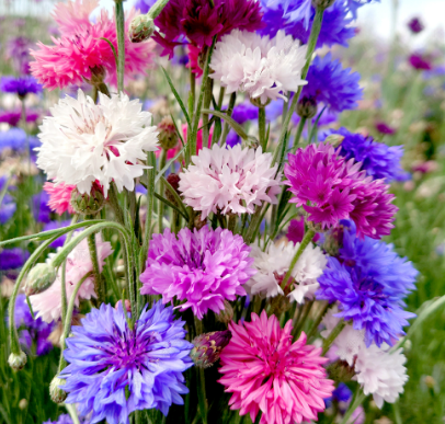 Cornflower Mix NCEN22 Flower Seeds