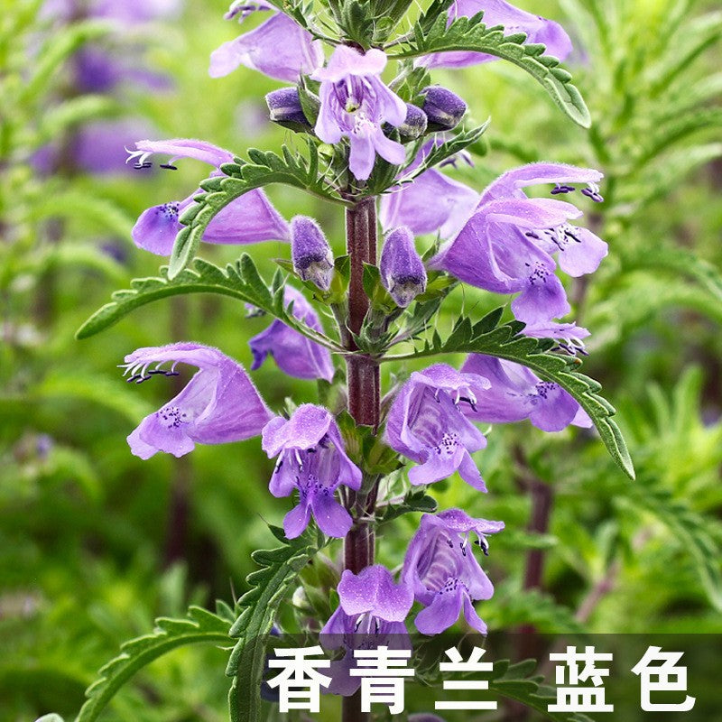 Moldavian Dragonhead Blue NDM01 Flower Seeds