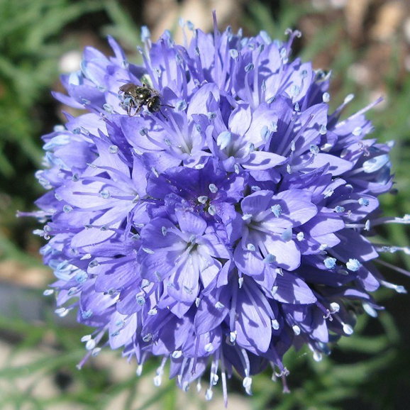 SABBATICAL GILIA Sandstone – WAFUU JAPAN