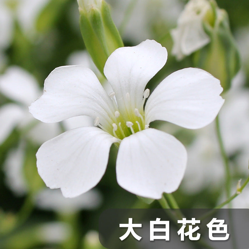 Baby'S Breath Big White NGP01 Flower Seeds