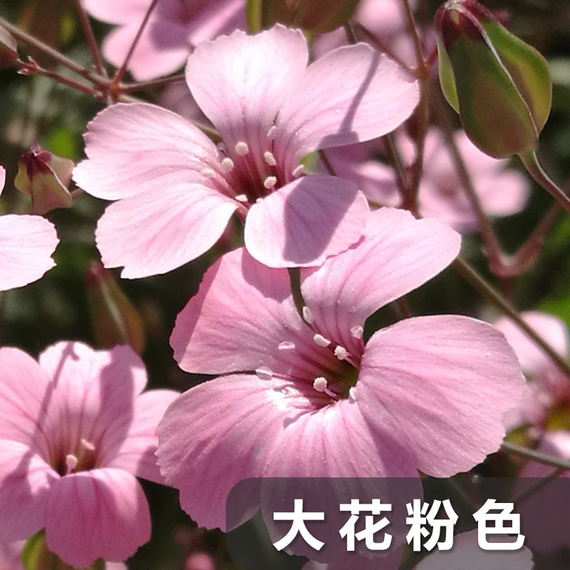 Baby'S Breath Big Pink NGP02 Flower Seeds