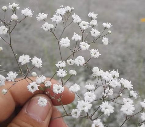 Baby'S Breath Snowflake NGP03 Flower Seeds