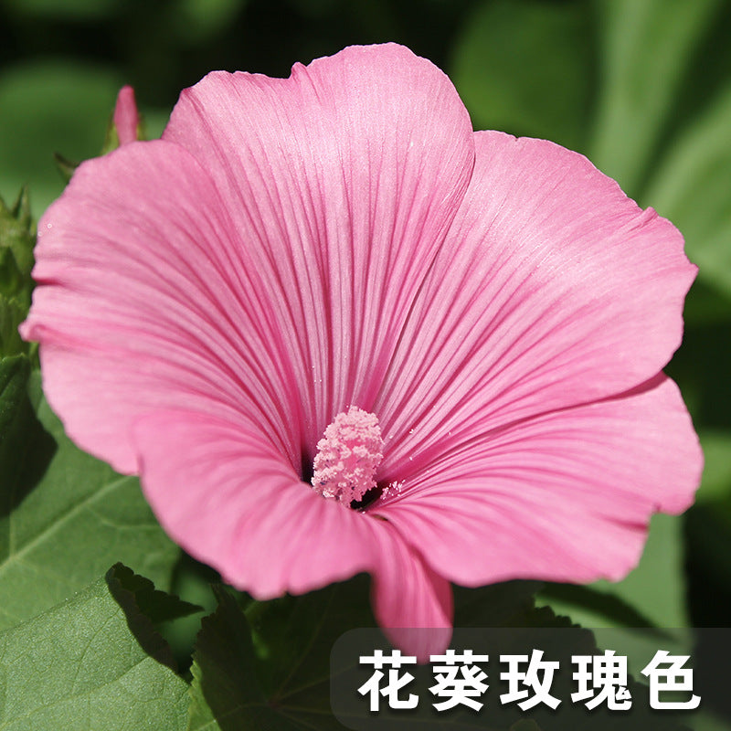Rose Mallow/Lavatera Rose Pink NLT02 Flower Seeds