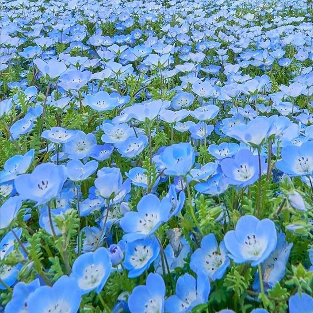 Baby Blue Eyes Wildflower Flowers Blue Baby's Breath, 1500+ Premium Seeds, Beaut