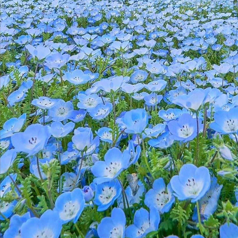 Baby Blue Eyes| Nemophila| Flower Seeds