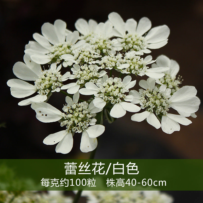 Bishop's flower /Queen Anne's Lace Seeds White NQA01 Flower Seeds for Sale