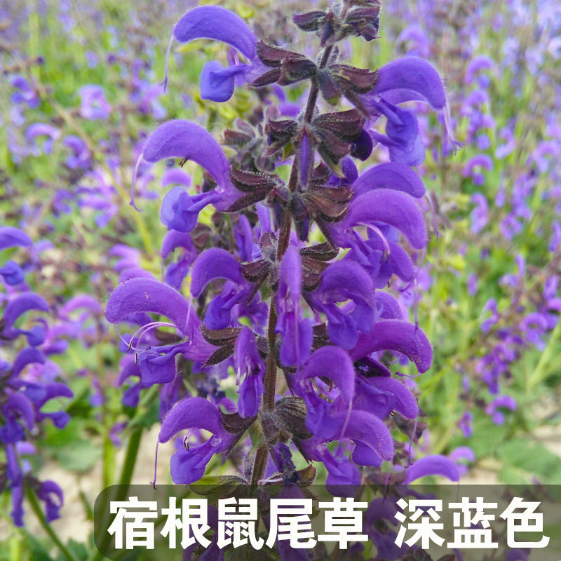 Mealy Sage Deep-Blue NSA20 Flower Seeds
