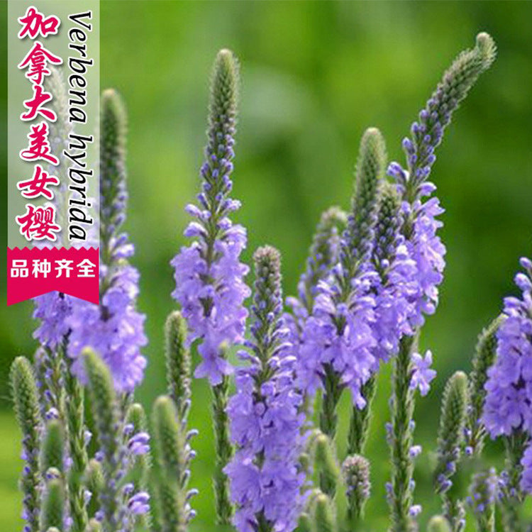 Verbena/Garden Verbena Blue NVH27 Flower Seeds