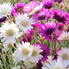 Xeranthemum/Annual Everlasting Mix NXA01 Flower Seeds