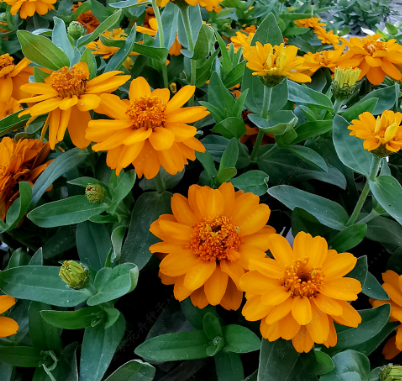 Shop Zinnia Flower Seeds in Bulk – Naturix-Flower-Seeds